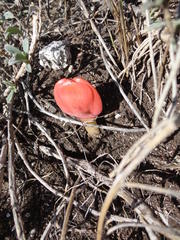 Haemanthus coccineus