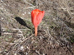 Haemanthus coccineus