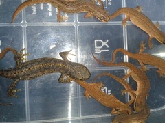 Ichthyosaura alpestris alpestris