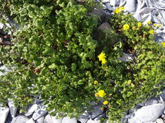 Cineraria angulosa