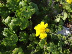 Cineraria angulosa
