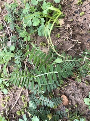 Tephrosia virginiana