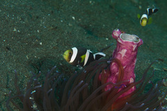 Amphiprion polymnus