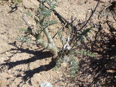 Pelargonium carnosum carnosum