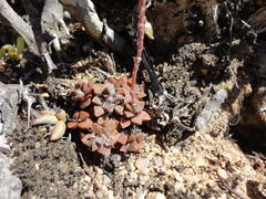 Anacampseros retusa