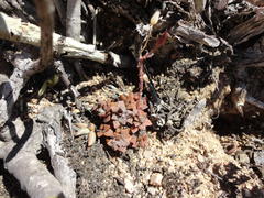 Anacampseros retusa