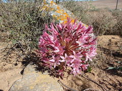Brunsvigia bosmaniae