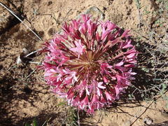 Brunsvigia bosmaniae