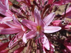 Brunsvigia bosmaniae