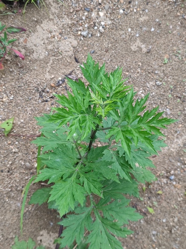 Artemisia sylvatica iNat (3)