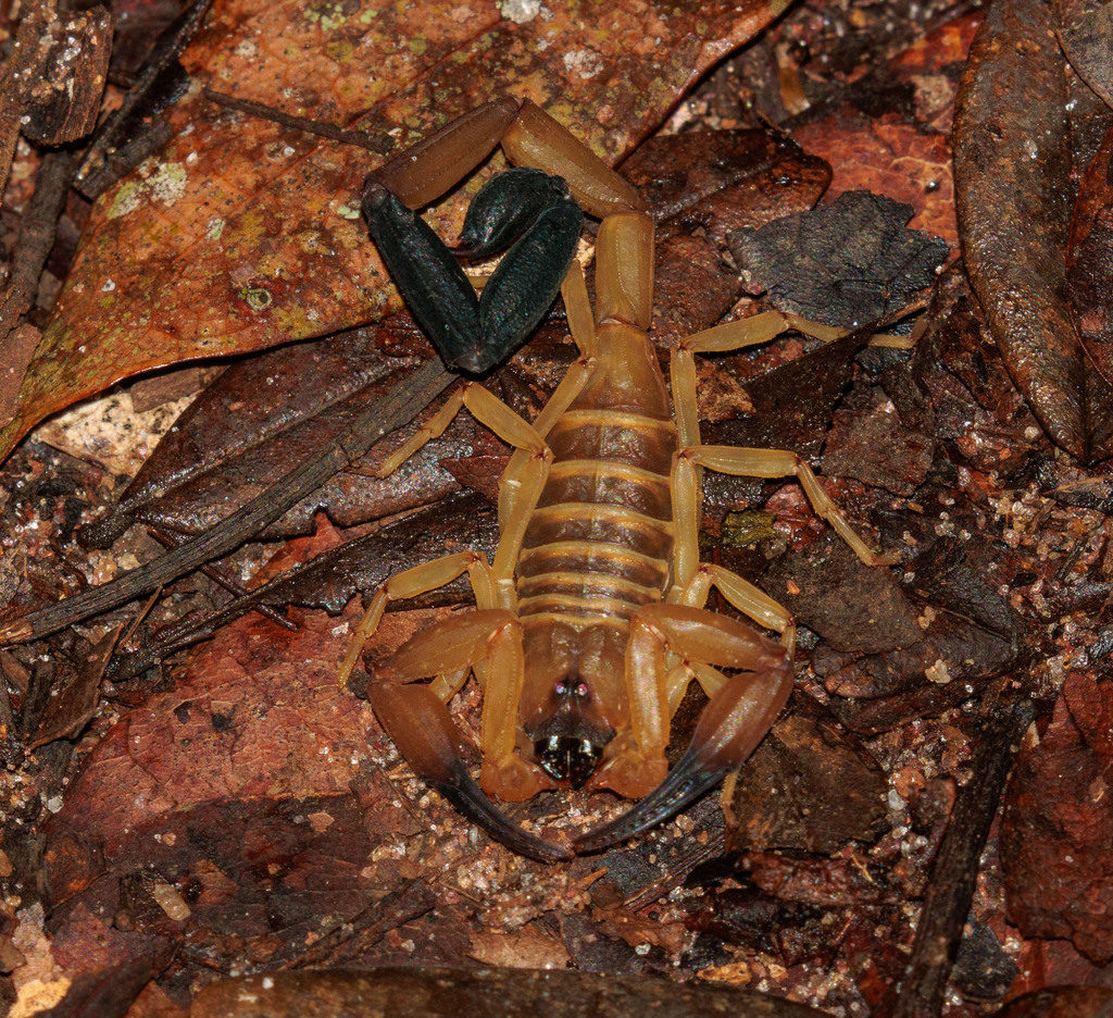 Tityus neglectus