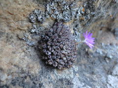 Conophytum minusculum