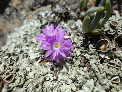 Conophytum minusculum