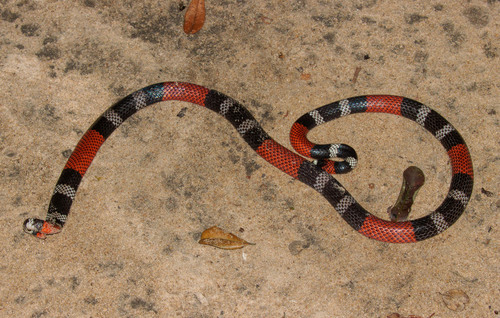 Paraíba Coralsnake