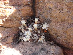 Conophytum minusculum