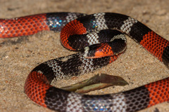 Potyguara Coral Snake photo 1
