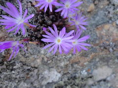 Conophytum minusculum