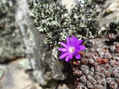 Conophytum minusculum