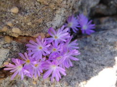 Conophytum minusculum