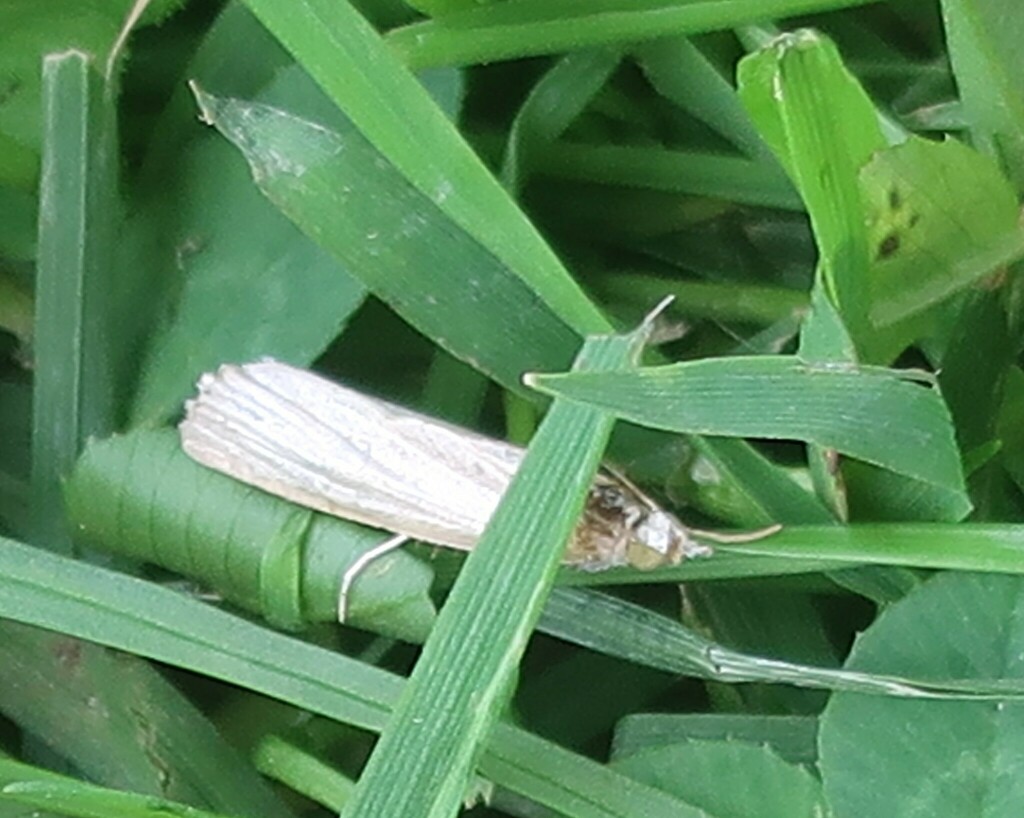 Sod Webworm Moth From St Catharines ON Canada On August 12 2023 At   Large 