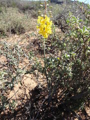 Bulbine cepacea