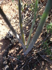 Bulbine cepacea