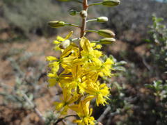 Bulbine cepacea