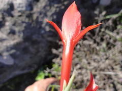 Gladiolus priorii
