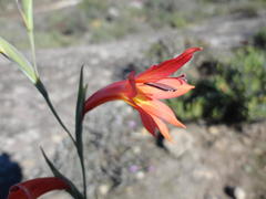 Gladiolus priorii