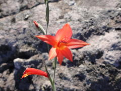 Gladiolus priorii