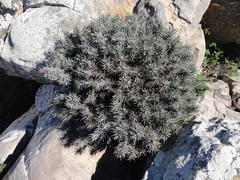 Euphorbia loricata