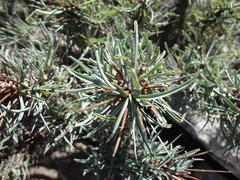 Euphorbia loricata