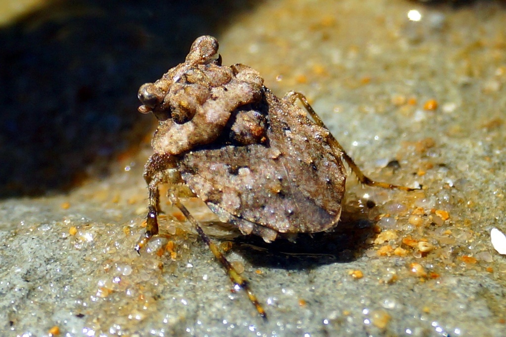 toad bug