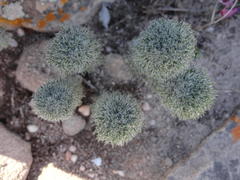 Eriospermum paradoxum