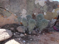 Eriospermum paradoxum