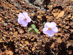 Oxalis eckloniana