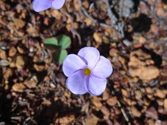 Oxalis eckloniana