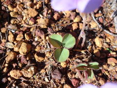 Oxalis eckloniana