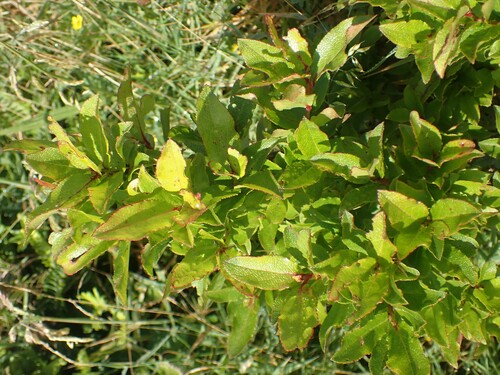 Image of Vaccinium cylindraceum by (c) Louis Imbeau, some rights reserved (CC BY)