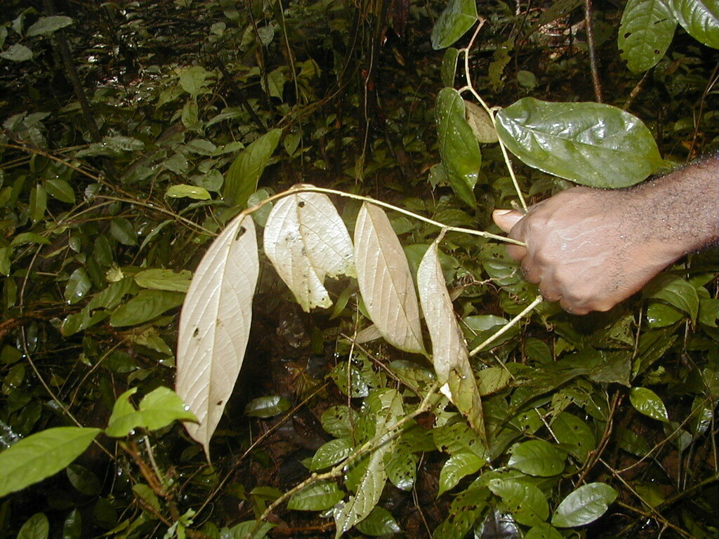 Scaleleaf garlic-nut