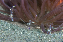 Ancylomenes holthuisi