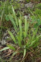 Dichanthelium xanthophysum