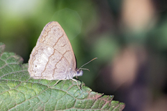 Paryphthimoides poltys