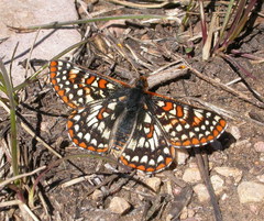 Euphydryas anicia