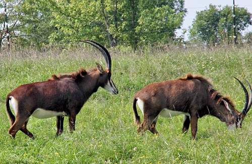 Hippotragus niger