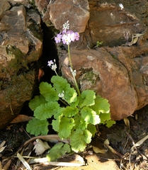 Primula malacoides