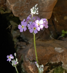 Primula malacoides