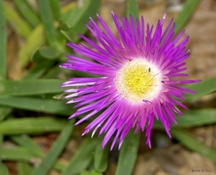 Carpobrotus