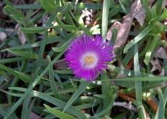 Carpobrotus