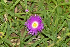 Carpobrotus